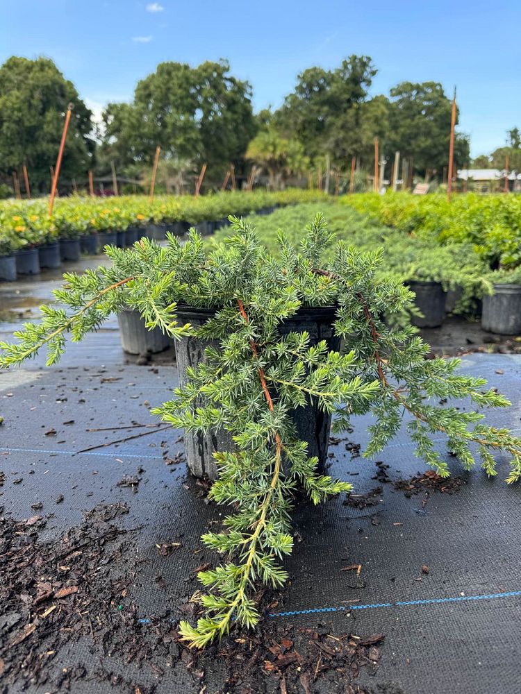 juniperus-conferta-shore-juniper