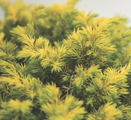 juniperus-conferta-spg-3-016-shore-juniper-golden-pacific