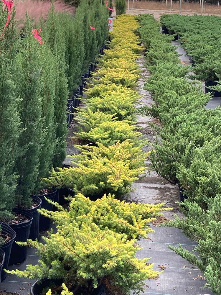 juniperus-conferta-spg-3-016-shore-juniper-golden-pacific