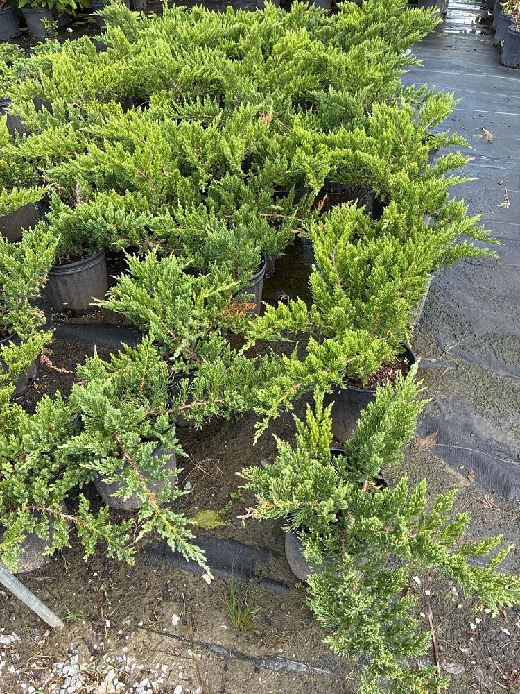 juniperus-davurica-dahurian-juniper-parson-s-juniper