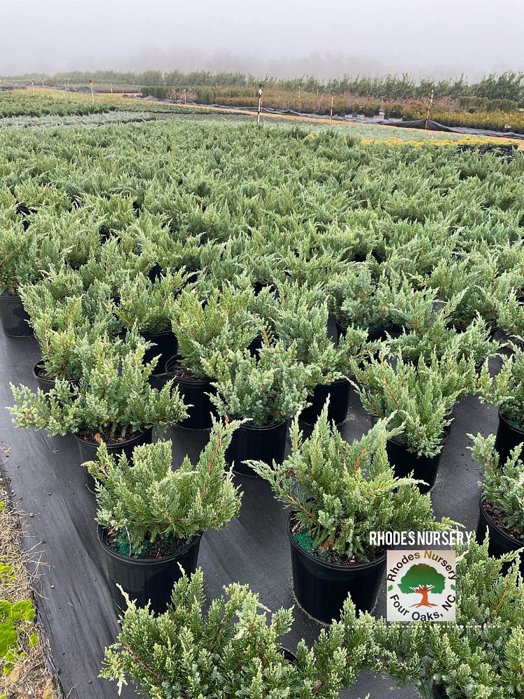 juniperus-davurica-expansa-shore-juniper