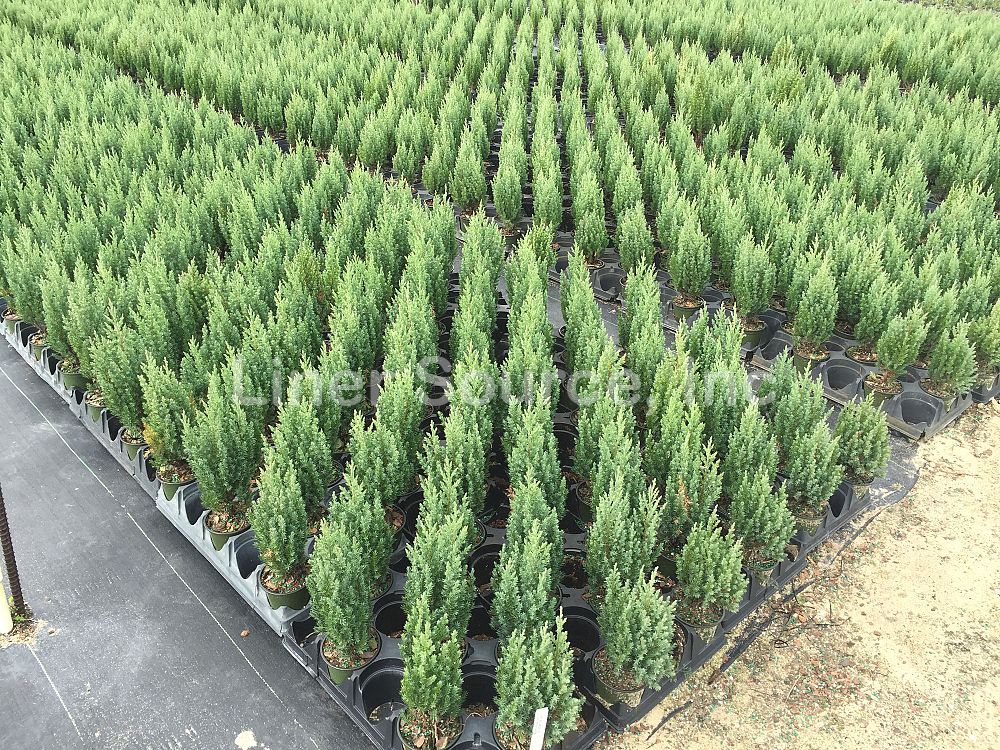 juniperus-excelsa-spiny-greek-greek-juniper