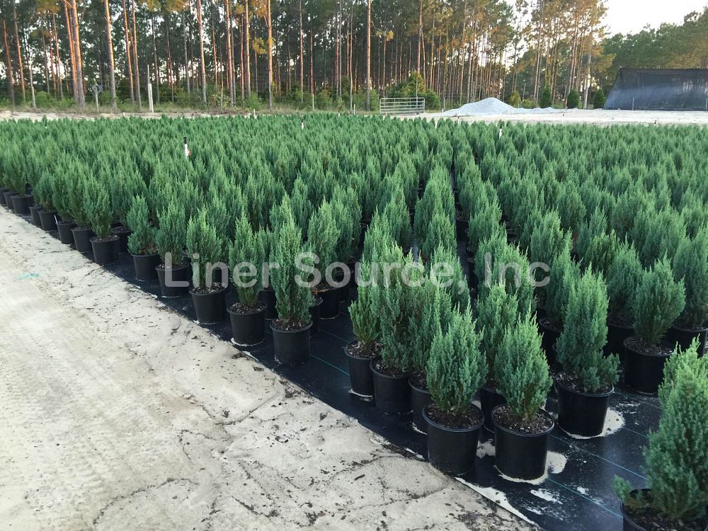 juniperus-excelsa-spiny-greek-greek-juniper