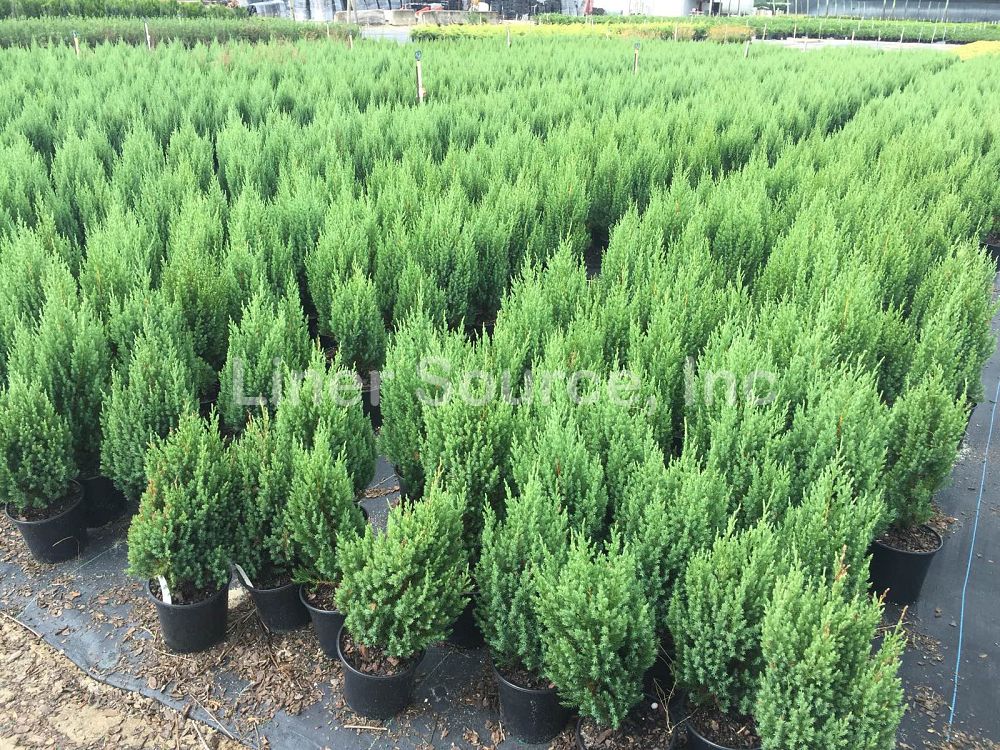 juniperus-excelsa-spiny-greek-greek-juniper