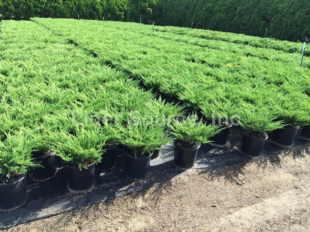juniperus-horizontalis-andorra-compacta-creeping-juniper