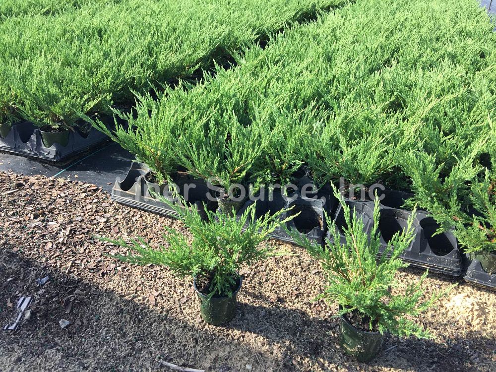 juniperus-horizontalis-andorra-compacta-creeping-juniper