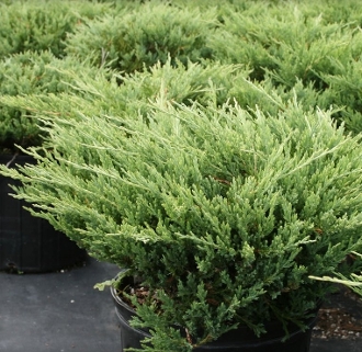 juniperus-horizontalis-andorra-compacta-creeping-juniper