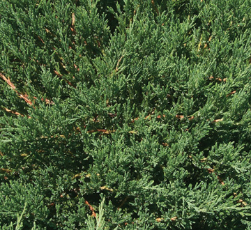 juniperus-horizontalis-andorra-compacta-creeping-juniper