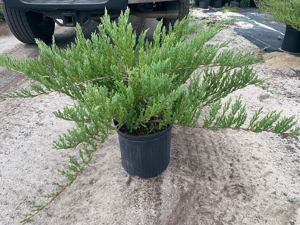 juniperus-horizontalis-andorra-compacta-creeping-juniper