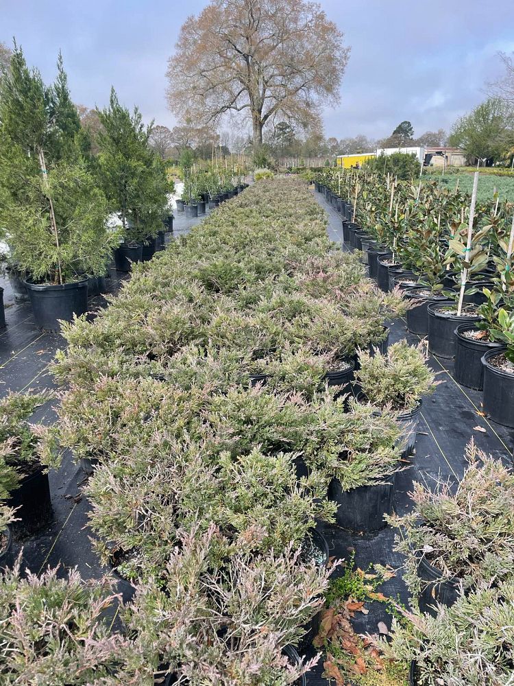 juniperus-horizontalis-andorra-compacta-creeping-juniper