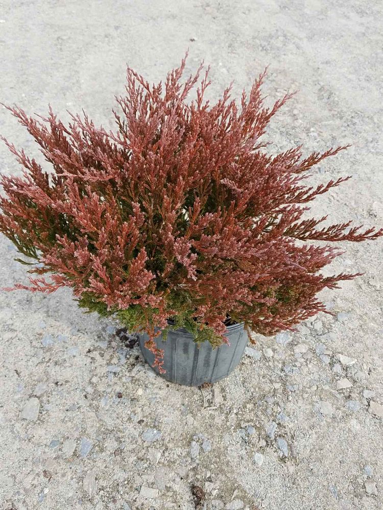 juniperus-horizontalis-andorra-creeping-juniper