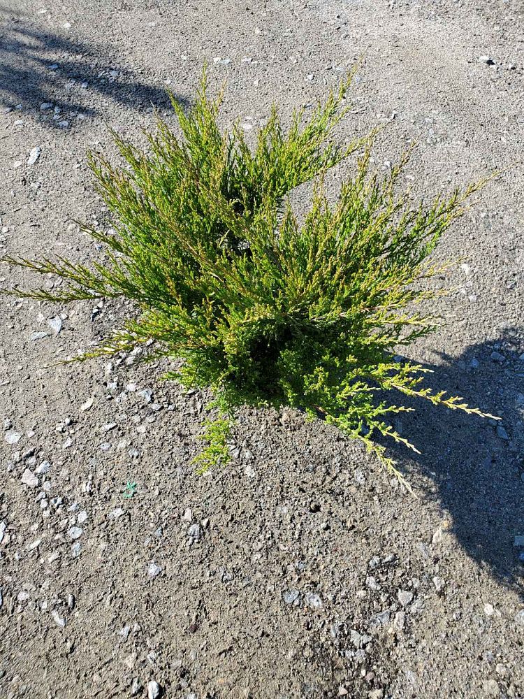 juniperus-horizontalis-andorra-creeping-juniper