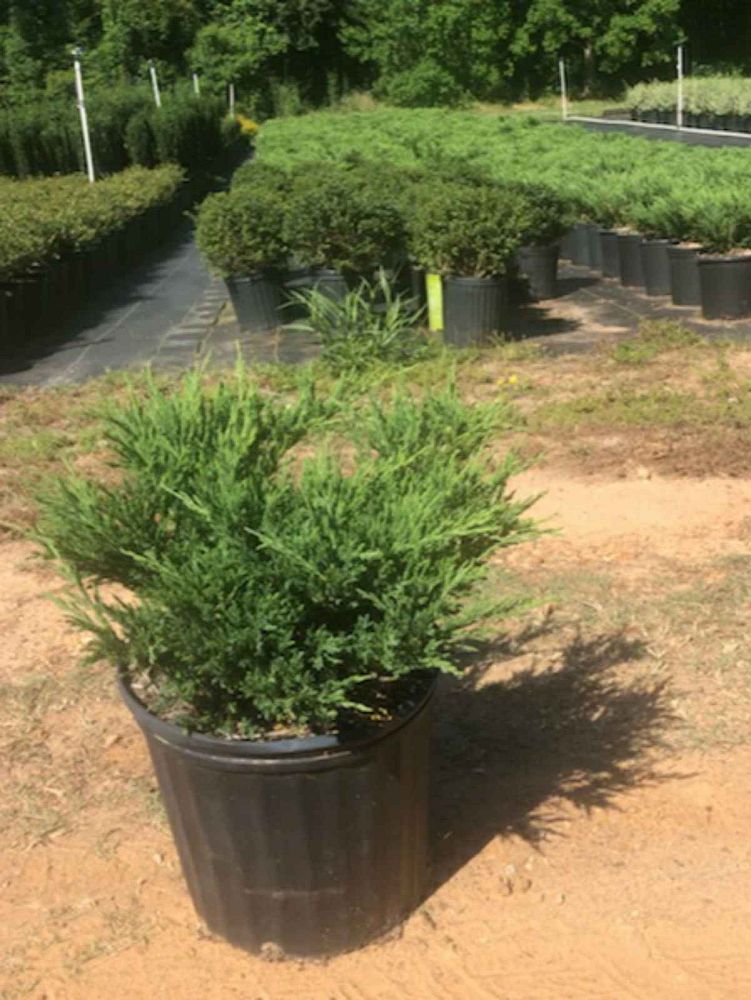 juniperus-horizontalis-andorra-creeping-juniper
