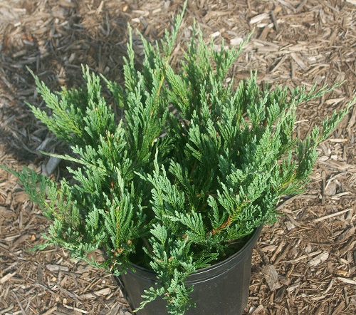 juniperus-horizontalis-bar-harbor-creeping-juniper