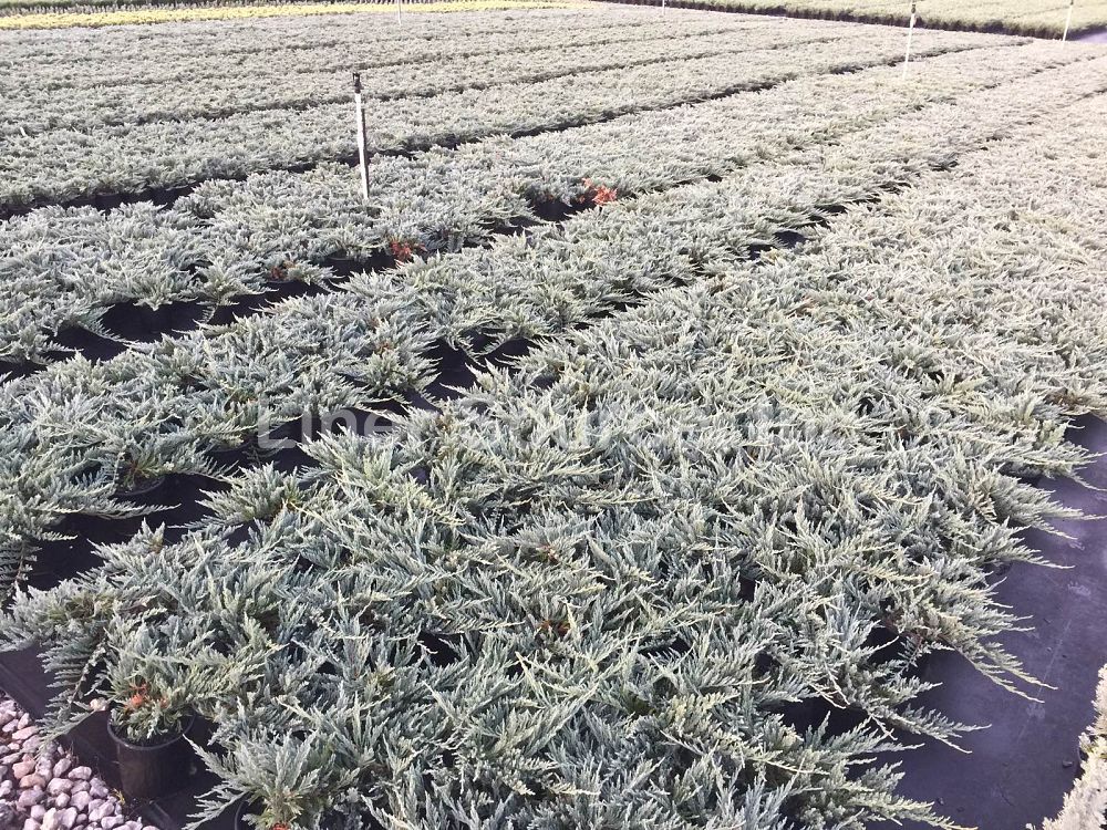 juniperus-horizontalis-bar-harbor-creeping-juniper