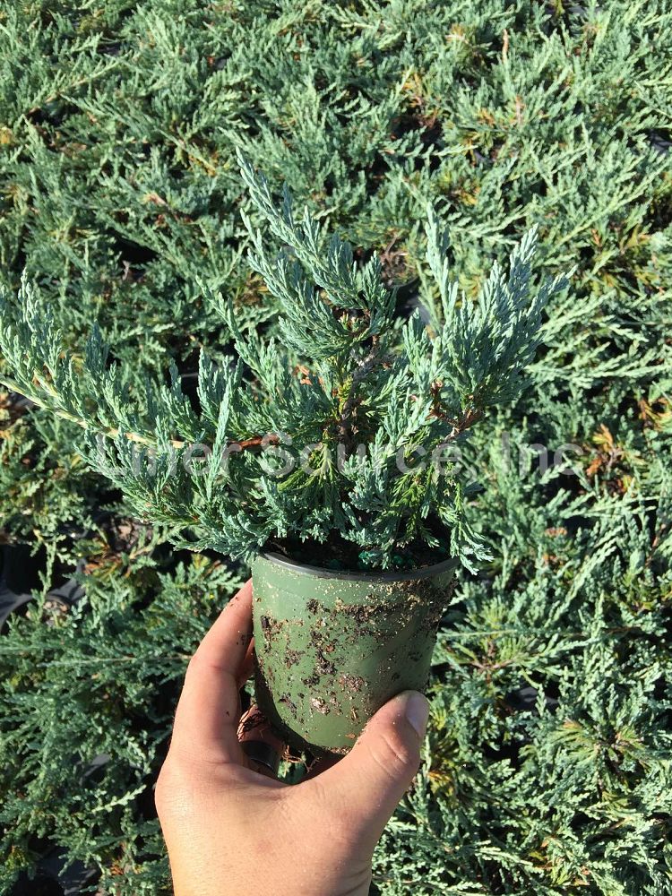 juniperus-horizontalis-bar-harbor-creeping-juniper