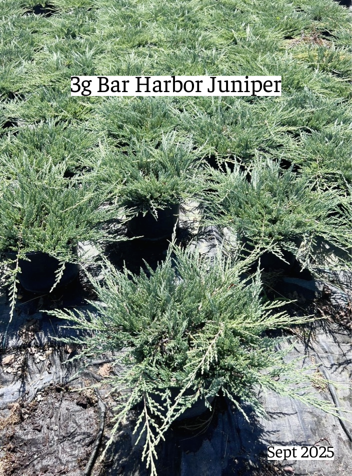 juniperus-horizontalis-bar-harbor-creeping-juniper