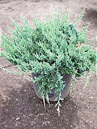 juniperus-horizontalis-blue-chip-creeping-juniper