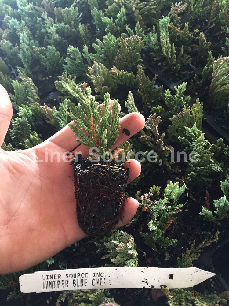juniperus-horizontalis-blue-chip-creeping-juniper