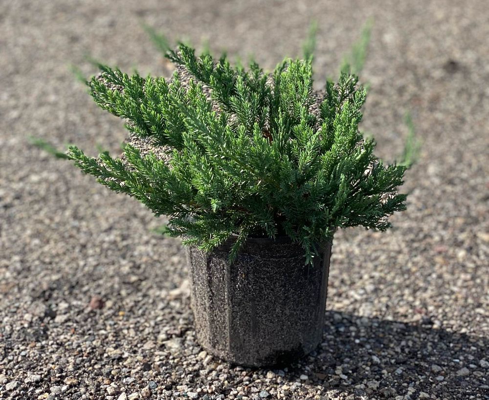 juniperus-horizontalis-creeping-andorra-juniper