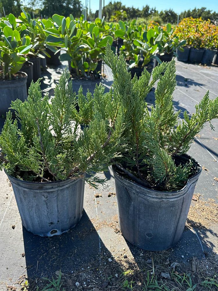 juniperus-horizontalis-creeping-juniper