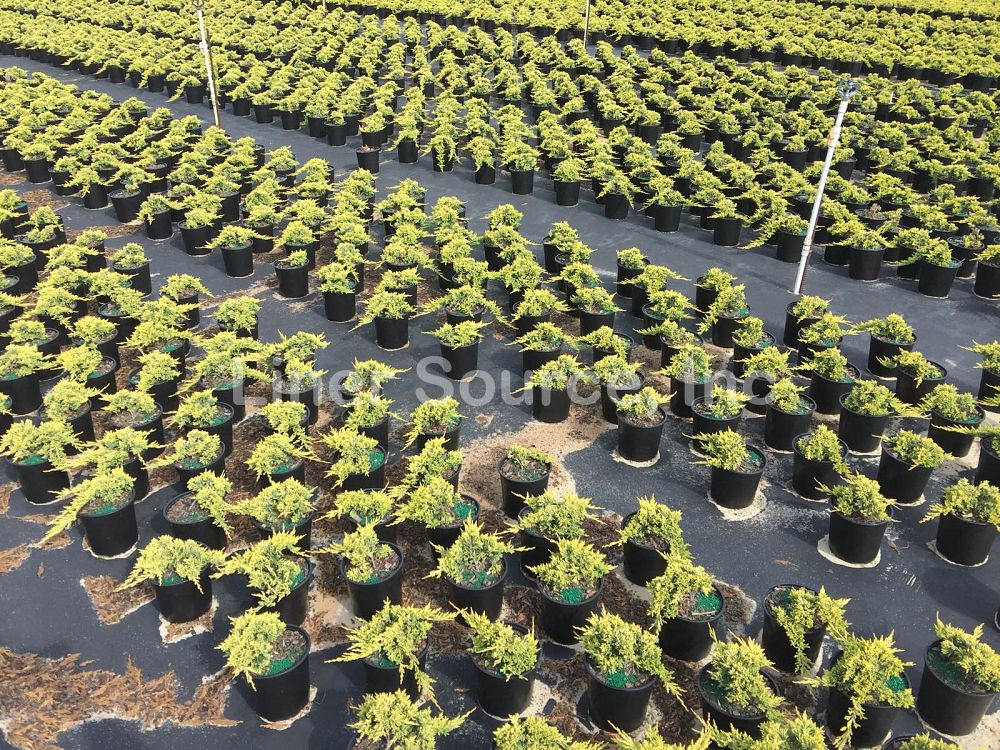 juniperus-horizontalis-golden-carpet-creeping-juniper