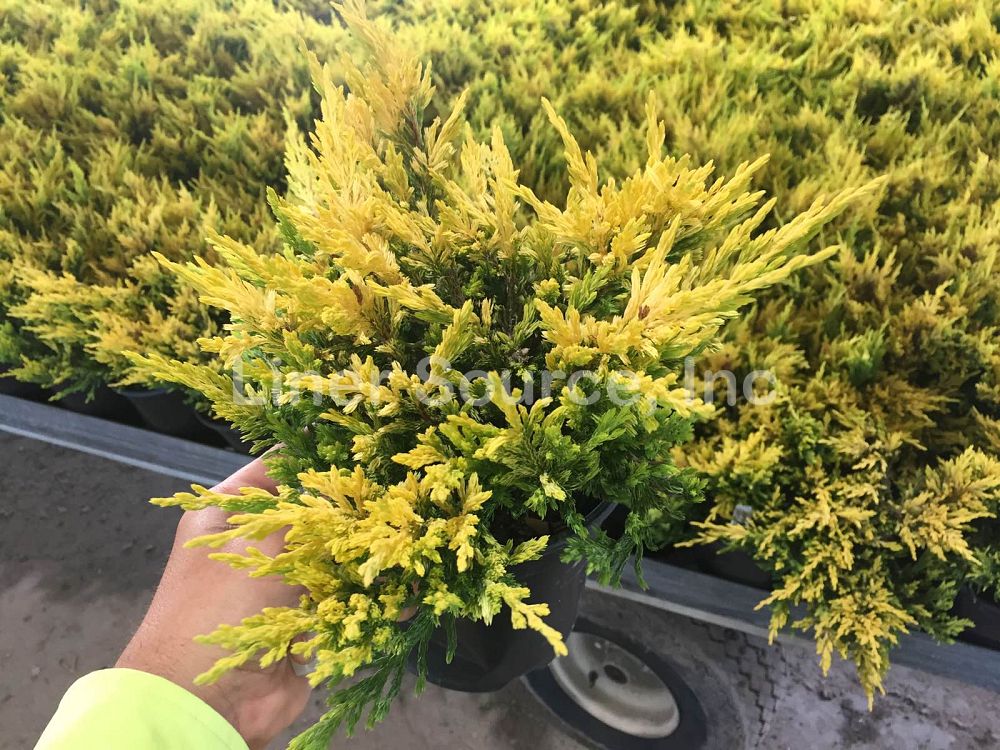 juniperus-horizontalis-lime-glow-creeping-juniper-golden-andorra