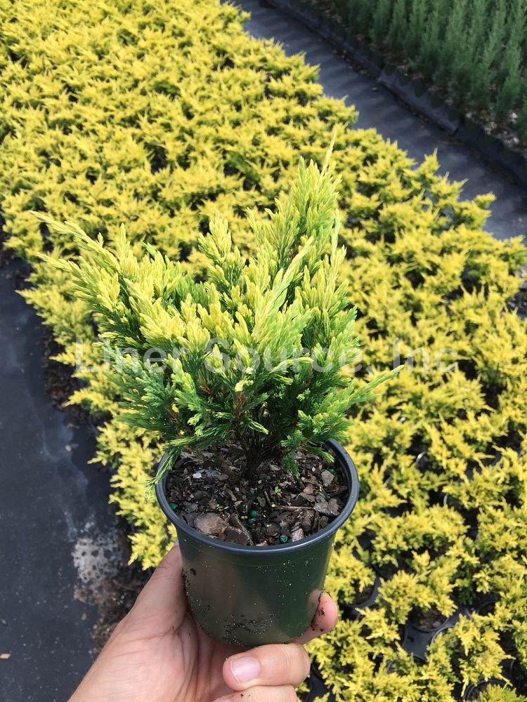 juniperus-horizontalis-lime-glow-creeping-juniper-golden-andorra