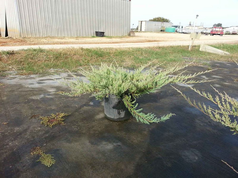 juniperus-horizontalis-p-c-youngstown-creeping-juniper