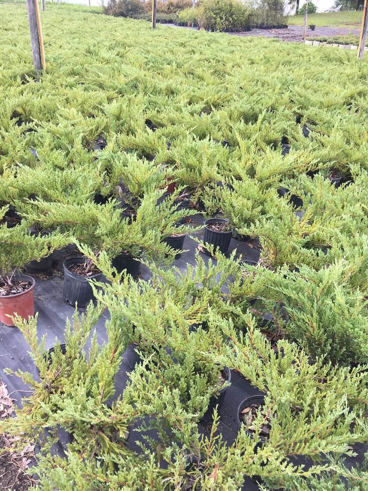 juniperus-horizontalis-plumosa-creeping-andorra-juniper