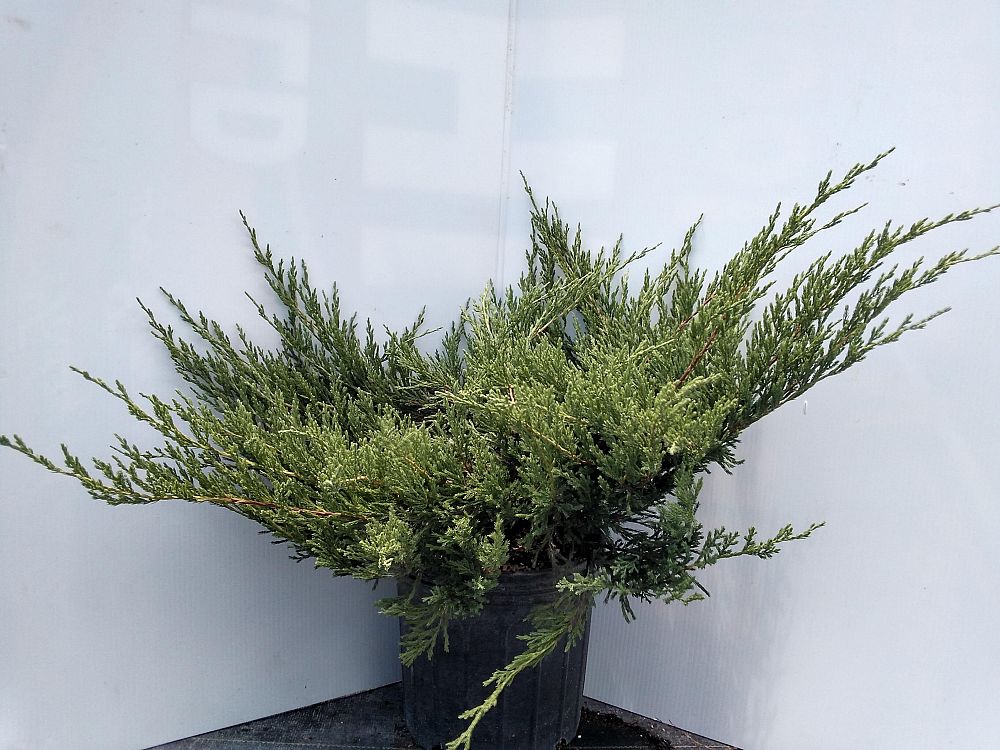 juniperus-horizontalis-plumosa-creeping-andorra-juniper