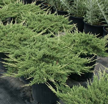 juniperus-horizontalis-prince-of-wales-creeping-juniper