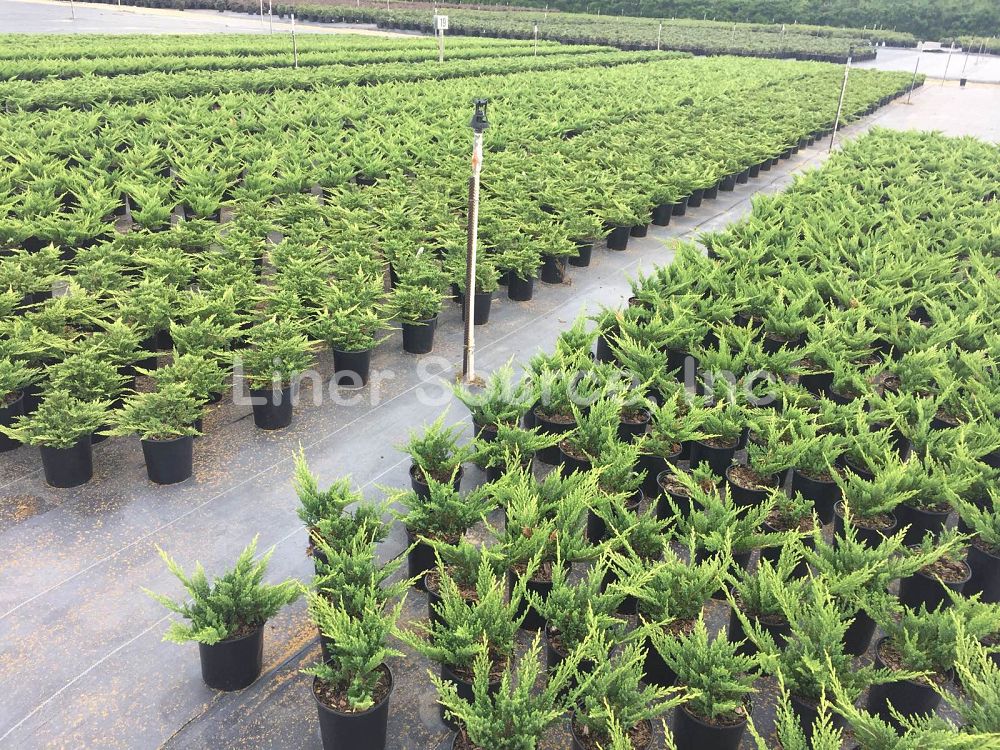 juniperus-horizontalis-prince-of-wales-creeping-juniper