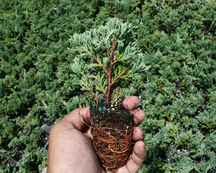 juniperus-horizontalis-wiltonii-creeping-juniper-blue-rug
