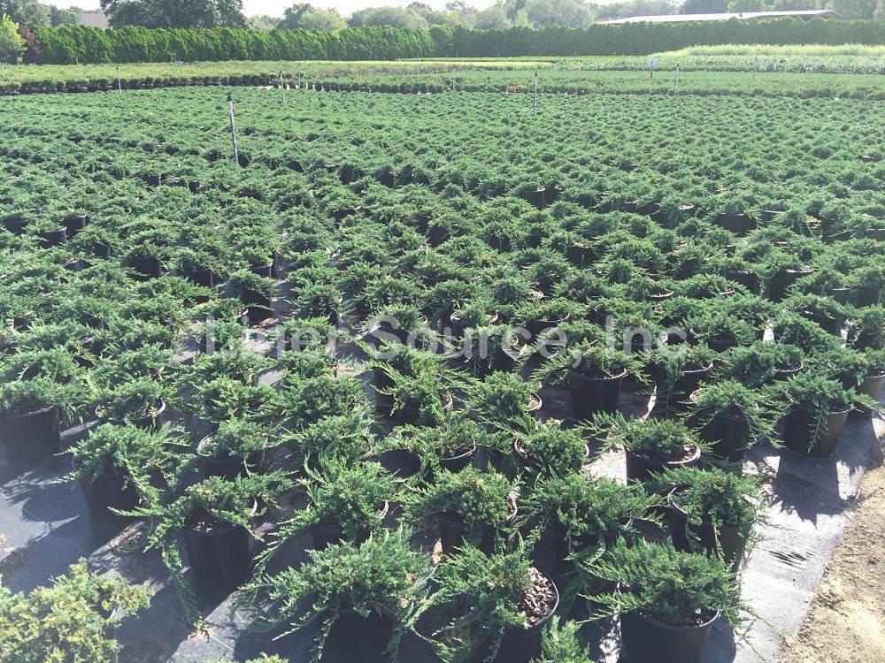 juniperus-horizontalis-wiltonii-creeping-juniper-blue-rug