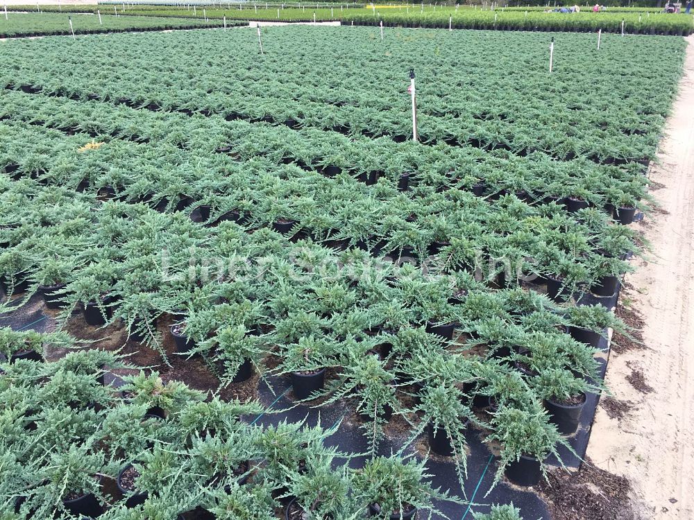 juniperus-horizontalis-wiltonii-creeping-juniper-blue-rug