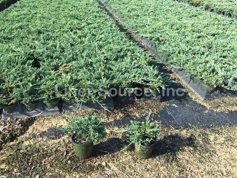 juniperus-horizontalis-wiltonii-creeping-juniper-blue-rug