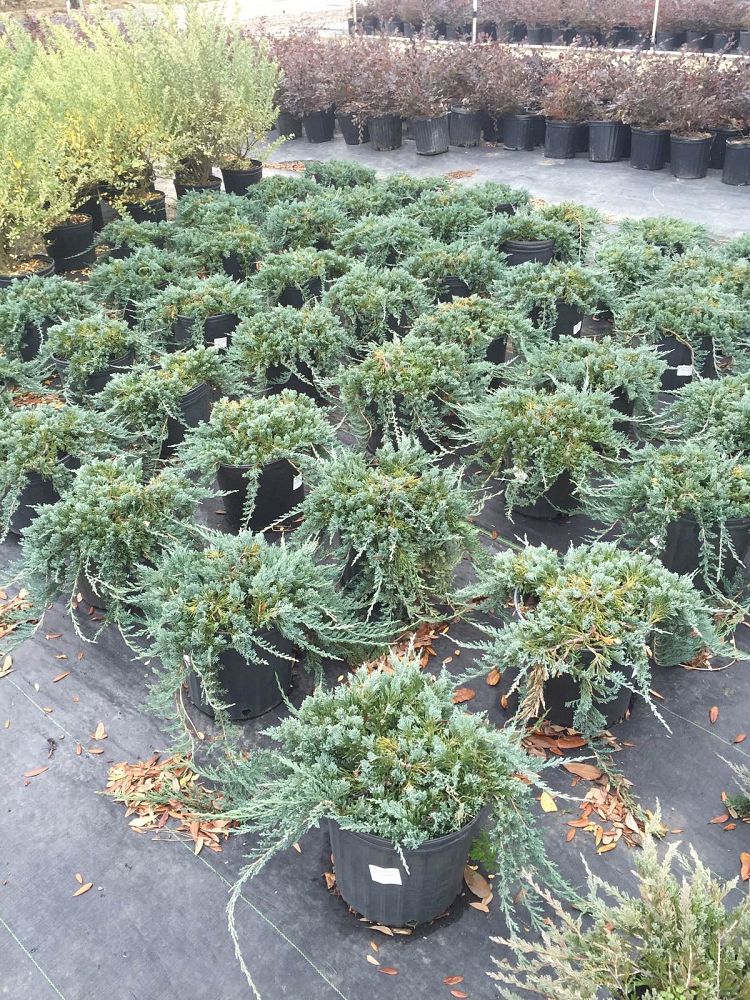 juniperus-horizontalis-wiltonii-creeping-juniper-blue-rug