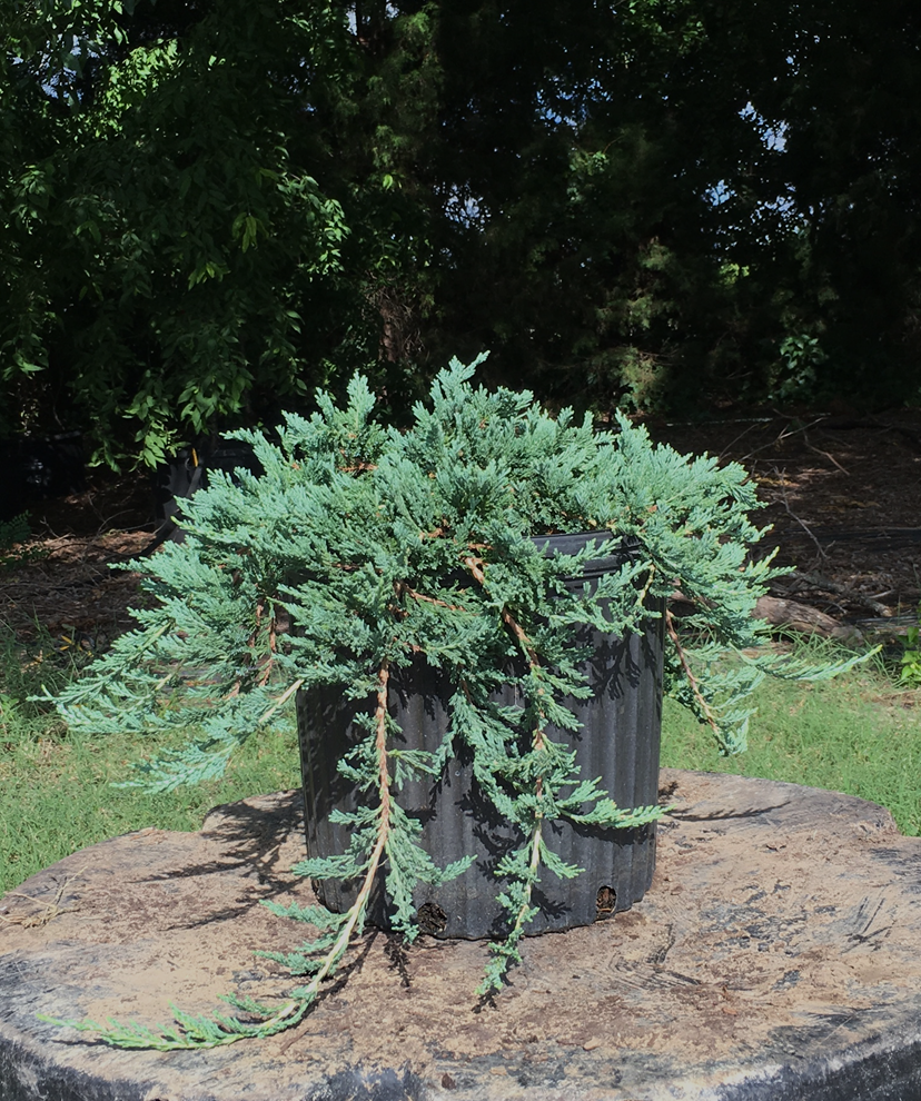 juniperus-horizontalis-wiltonii-creeping-juniper-blue-rug
