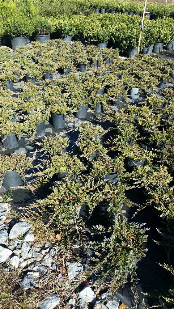 juniperus-horizontalis-wiltonii-creeping-juniper-blue-rug