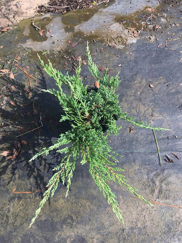 juniperus-horizontalis-wiltonii-creeping-juniper-blue-rug