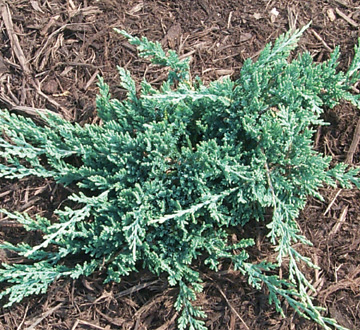 juniperus-horizontalis-wiltonii-creeping-juniper-blue-rug