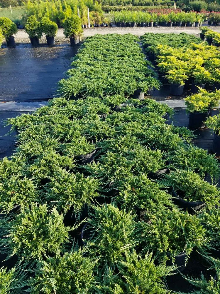 juniperus-horizontalis-wiltonii-creeping-juniper-blue-rug