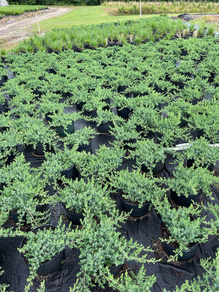 juniperus-horizontalis-wiltonii-creeping-juniper-blue-rug