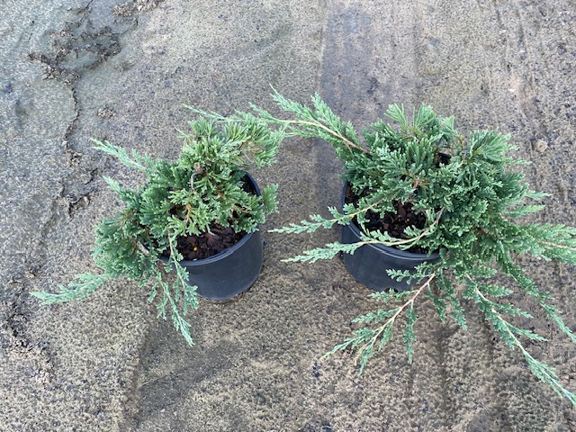 juniperus-horizontalis-wiltonii-creeping-juniper-blue-rug