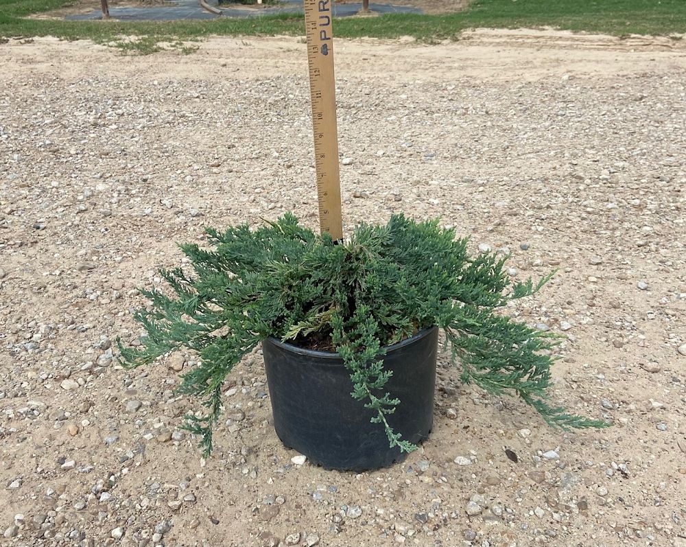 juniperus-horizontalis-wiltonii-creeping-juniper-blue-rug