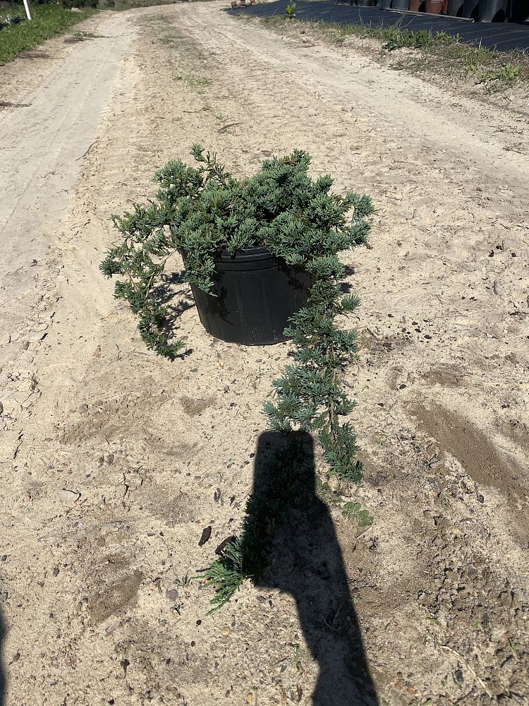 juniperus-horizontalis-wiltonii-creeping-juniper-blue-rug