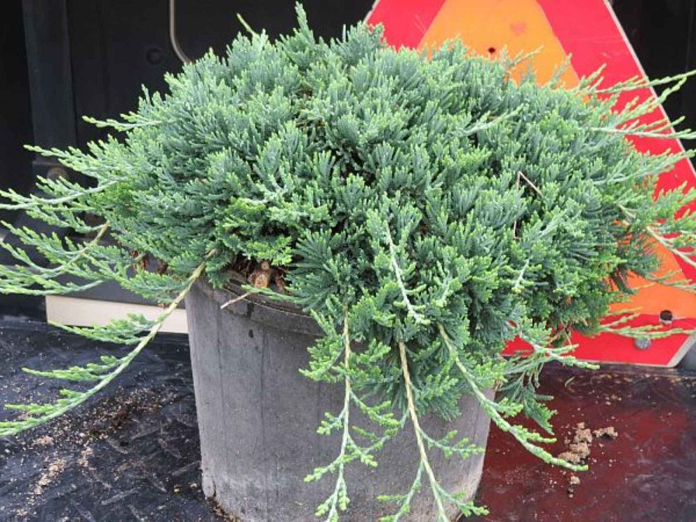 juniperus-horizontalis-wiltonii-creeping-juniper-blue-rug