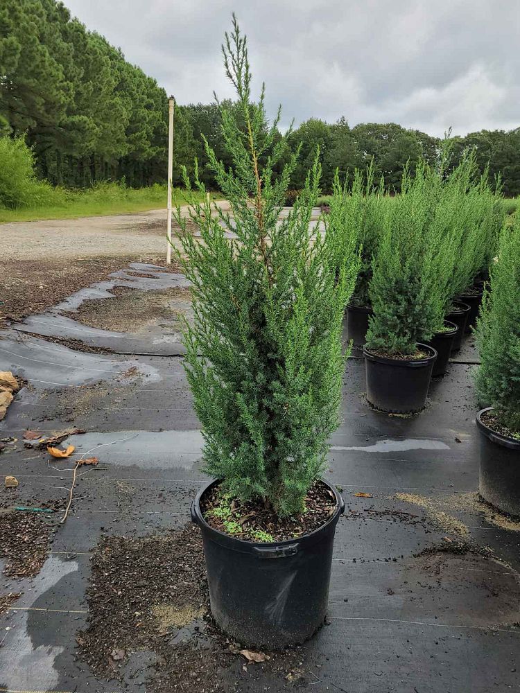 juniperus-j-n-select-blue-star-power-juniper