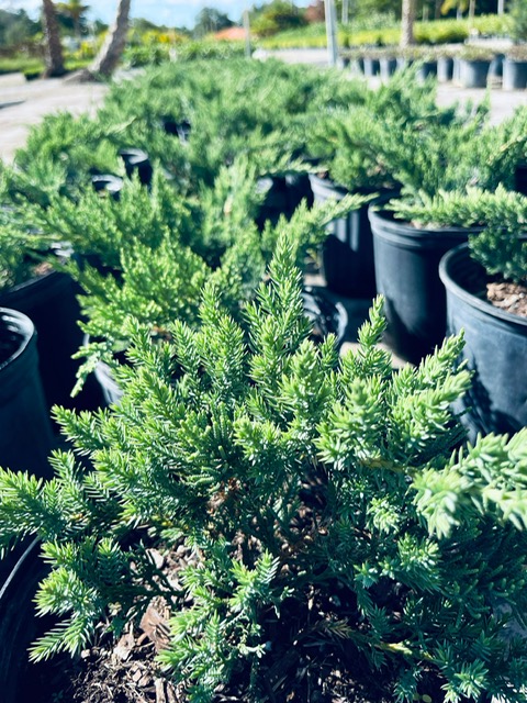juniperus-juniper
